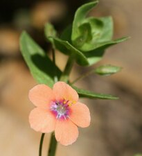 Anagallis arvensis flower